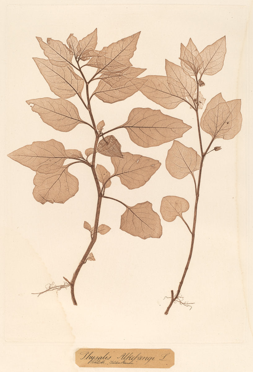 Physalis Alkekengi by Constetin von Ettinghausen and Alois Pokorny (Austrian, active 19th century), 16X12"(A3)Poster Print
