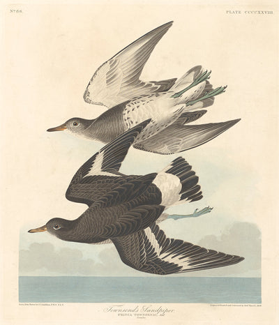 Townsend's Sandpiper by Robert Havell after John James Audubon (American, 1793 - 1878), 16X12"(A3)Poster Print