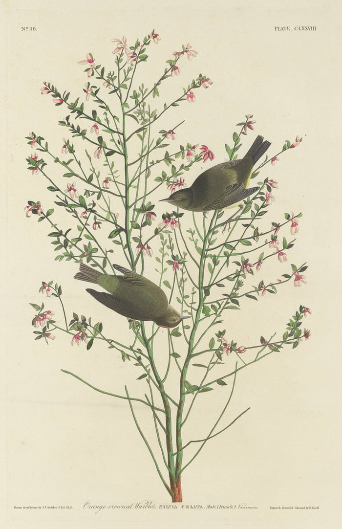 Orange-crowned Warbler by Robert Havell after John James Audubon (American, 1793 - 1878), 16X12