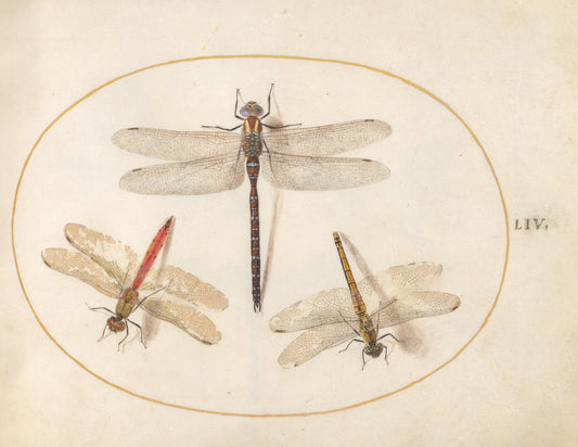 Animalia Rationalia et Insecta (Ignis):  Plate LIV by Joris Hoefnagel (Flemish, 1542 - 1600), 16X12"(A3)Poster Print
