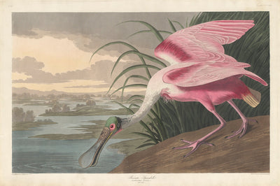 Roseate Spoonbill by Robert Havell after John James Audubon (American, born England, 1793 - 1878), 16X12"(A3)Poster Print