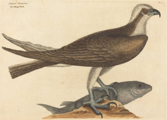The Fishing Hawk (Falco haliaetus) by Mark Catesby (English, 1679 - 1749), 16X12"(A3)Poster Print