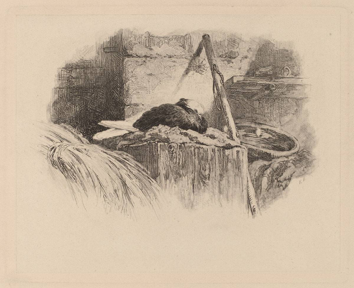 Pigeon sur un nid by Karl Bodmer (Swiss, 1809 - 1893), 16X12"(A3)Poster Print