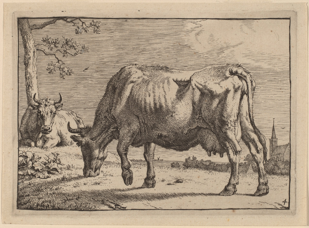 Grazing Cow by Paulus Potter (Dutch, 1625 - 1654), 16X12"(A3)Poster Print
