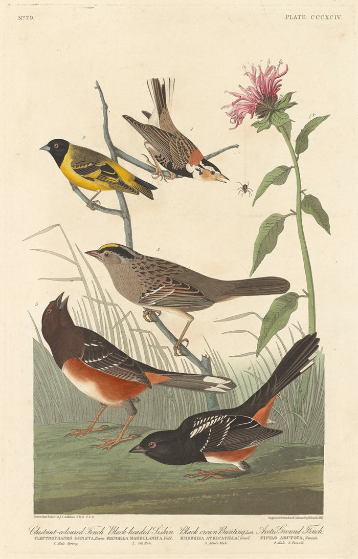 Chestnut-colored Finch, Black-headed Siskin, Black Crown Bunting and Arctic Ground Finch by Robert Havell after John James Audubon (American, 1793 - 1878), 16X12