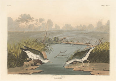 Spotted Sandpiper by Robert Havell after John James Audubon (American, 1793 - 1878), 16X12"(A3)Poster Print