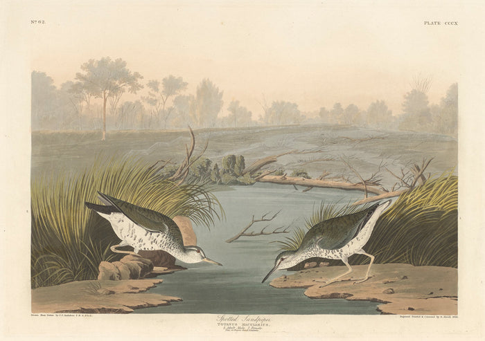 Spotted Sandpiper by Robert Havell after John James Audubon (American, 1793 - 1878), 16X12