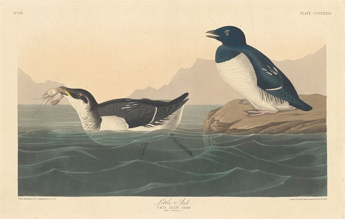 Little Auk by Robert Havell after John James Audubon (American, 1793 - 1878), 16X12"(A3)Poster Print