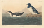 Little Auk by Robert Havell after John James Audubon (American, 1793 - 1878), 16X12"(A3)Poster Print