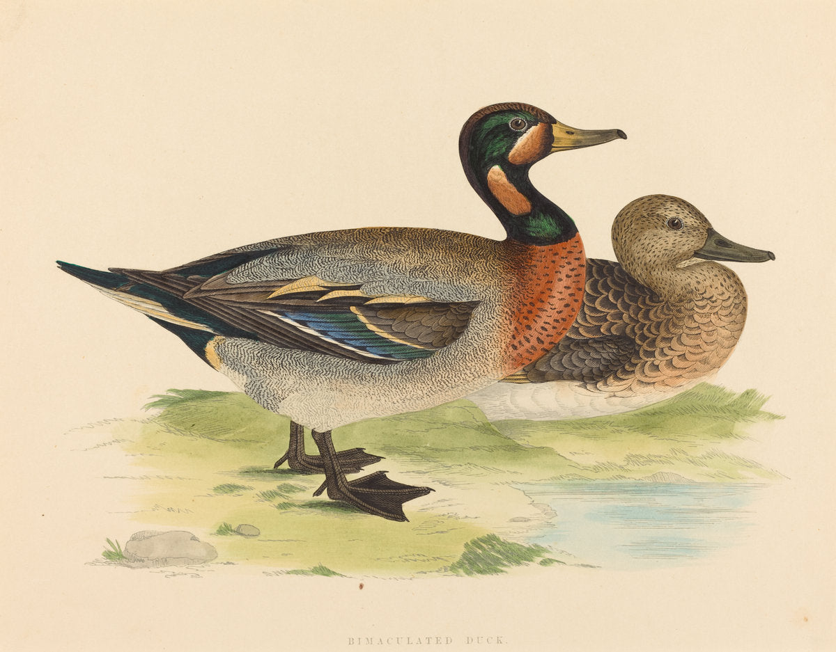 1855 by British 19th Century (Bimaculated Duck), 16X12"(A3)Poster Print