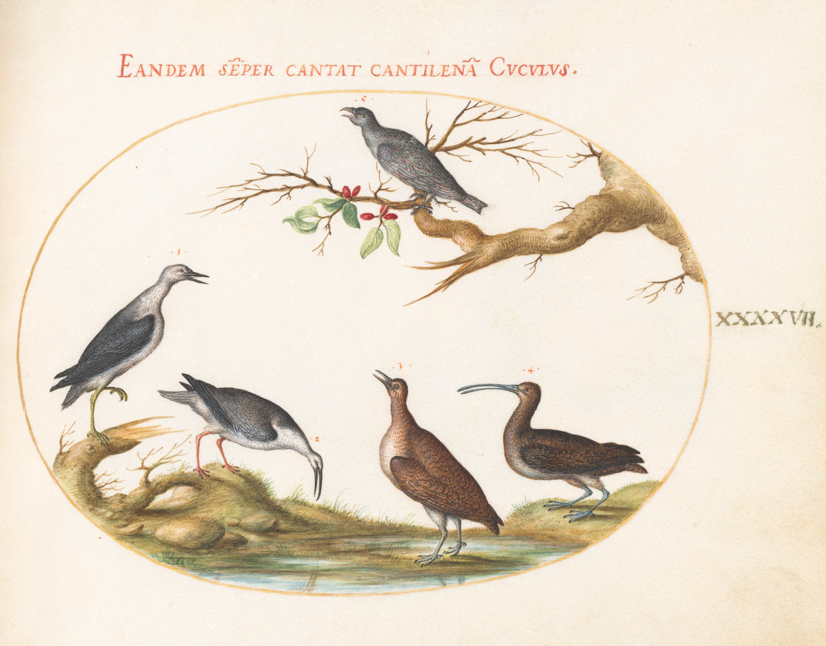 Animalia Volatilia et Amphibia (Aier): Plate XLVII by Joris Hoefnagel (Flemish, 1542 - 1600), 16X12"(A3)Poster Print