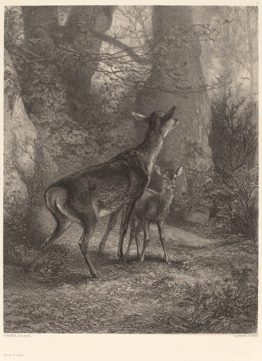 Biche et Faon by Karl Bodmer (Swiss, 1809 - 1893), 16X12"(A3)Poster Print