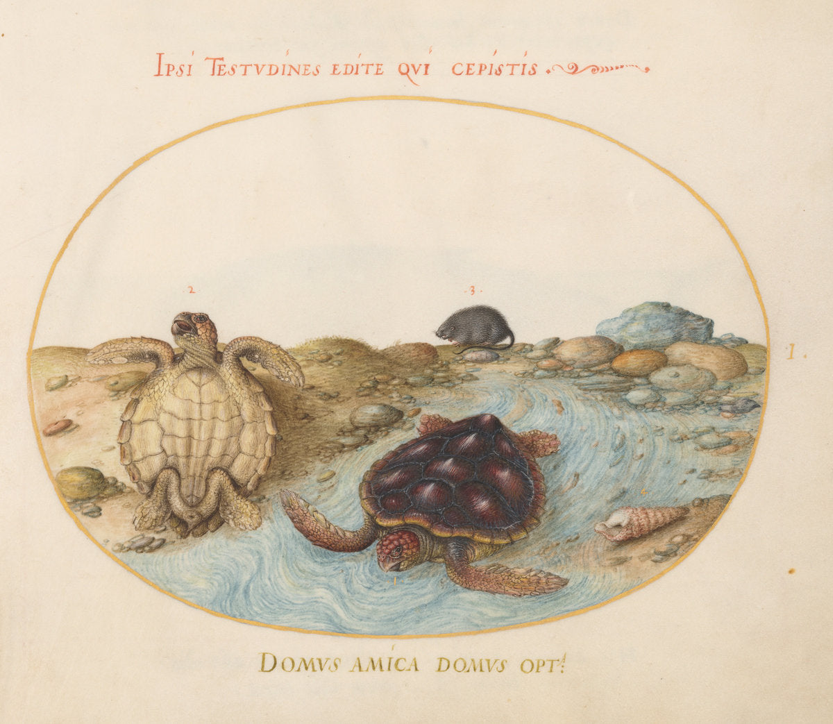 Animalia Aqvatilia et Cochiliata (Aqva): Plate I by Joris Hoefnagel (Flemish, 1542 - 1600), 16X12"(A3)Poster Print