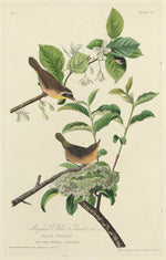 Maryland Yellow Throat by Robert Havell after John James Audubon (American, 1793 - 1878), 16X12"(A3)Poster Print