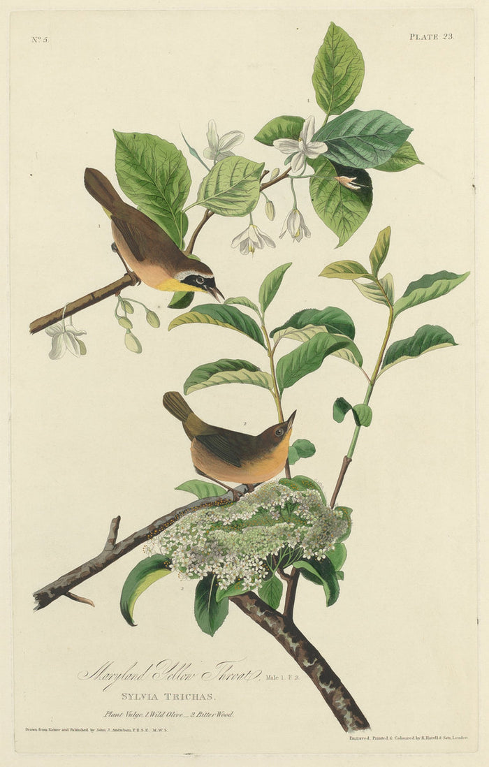 Maryland Yellow Throat by Robert Havell after John James Audubon (American, 1793 - 1878), 16X12