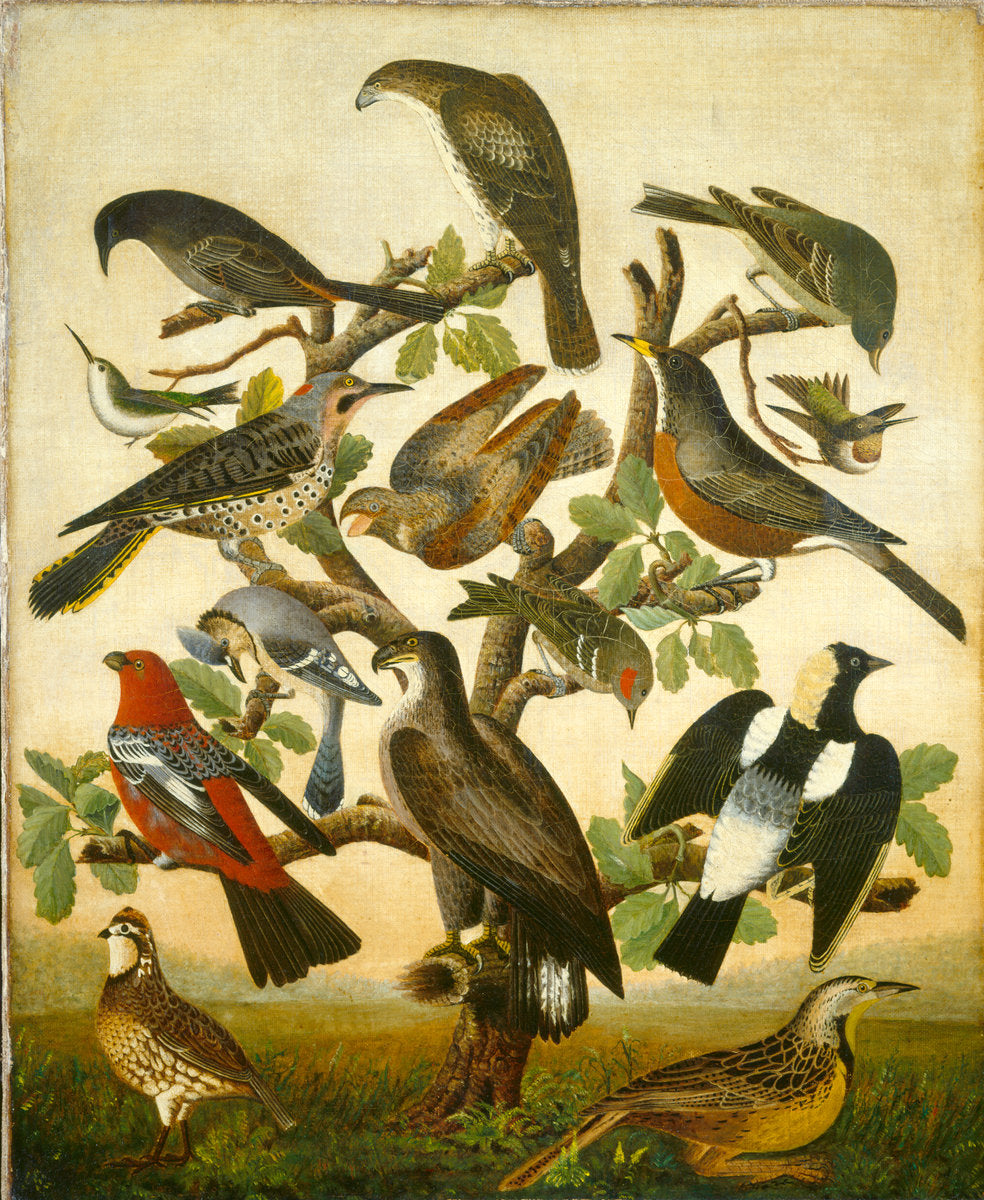c. 1840 by American 19th Century (Birds), 16X12"(A3)Poster Print