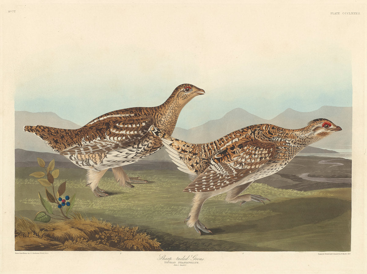 Sharp-tailed Grous by Robert Havell after John James Audubon (American, 1793 - 1878), 16X12"(A3)Poster Print