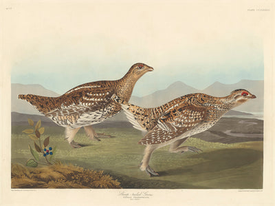 Sharp-tailed Grous by Robert Havell after John James Audubon (American, 1793 - 1878), 16X12"(A3)Poster Print