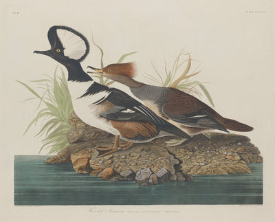 Hooded Merganser by Robert Havell after John James Audubon (American, 1793 - 1878), 16X12"(A3)Poster Print