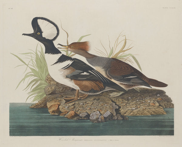 Hooded Merganser by Robert Havell after John James Audubon (American, 1793 - 1878), 16X12