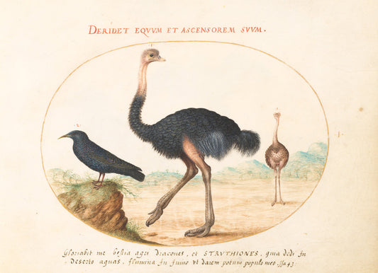 Animalia Volatilia et Amphibia (Aier): Plate I by Joris Hoefnagel (Flemish, 1542 - 1600), 16X12"(A3)Poster Print