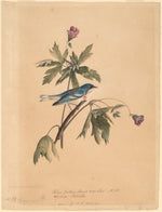 Blue Yellow Back Warbler by John James Audubon (American, 1785 - 1851), 16X12"(A3)Poster Print