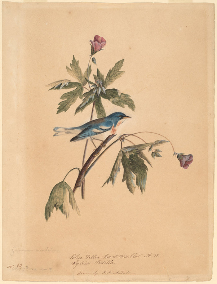 Blue Yellow Back Warbler by John James Audubon (American, 1785 - 1851), 16X12