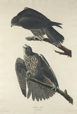 Labrador Falcon by Robert Havell after John James Audubon (American, 1793 - 1878), 16X12"(A3)Poster Print