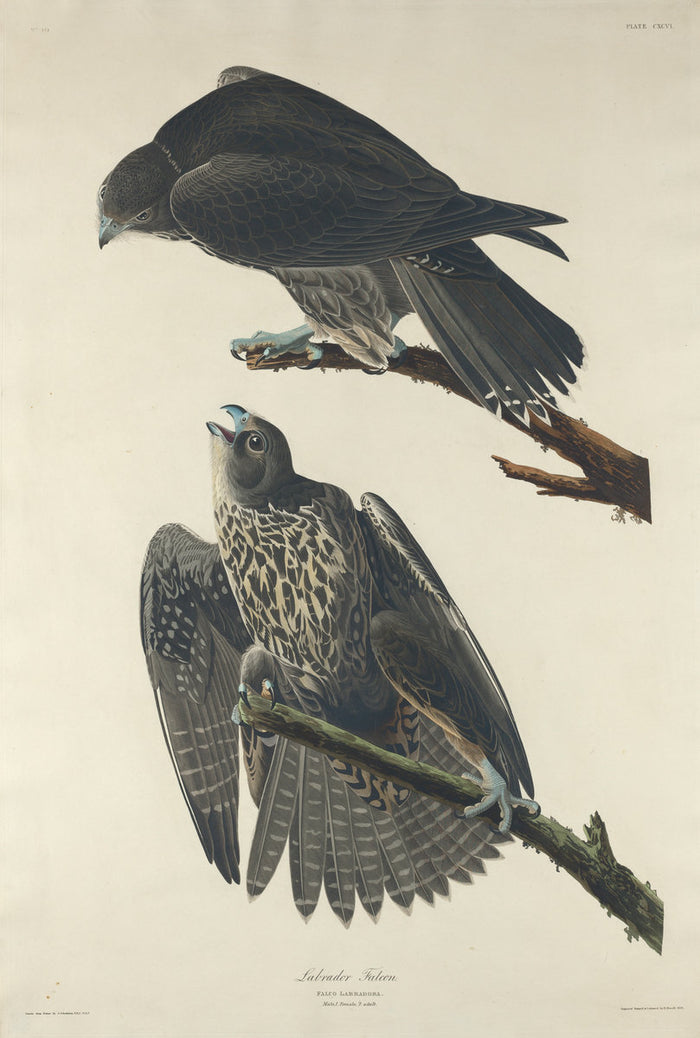 Labrador Falcon by Robert Havell after John James Audubon (American, 1793 - 1878), 16X12