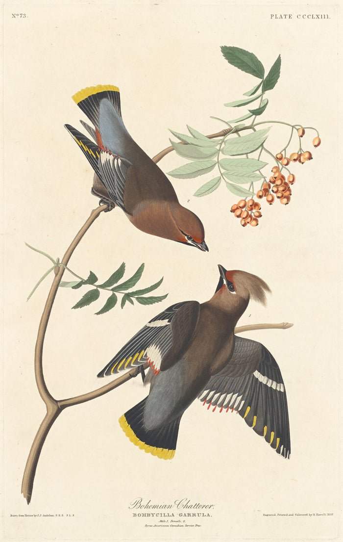 Bohemian Chatterer by Robert Havell after John James Audubon (American, 1793 - 1878), 16X12