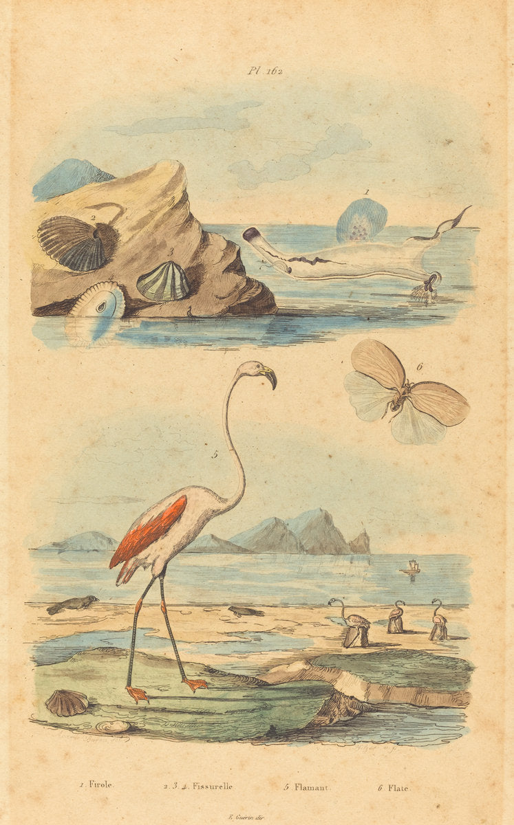 Flamingos and Shells by Joh. Baptist Pfitzer after Acavie Baron (German, born 1789), 16X12"(A3)Poster Print