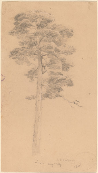 Pine Tree by Jasper Francis Cropsey (American, 1823 - 1900), 16X12"(A3)Poster Print