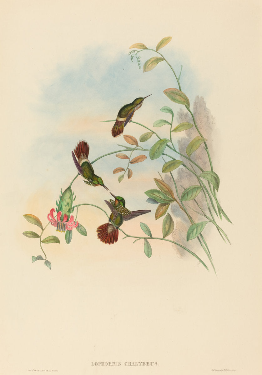 Lophornis chalybeus (Festive Coquette) by John Gould and H.C. Richter (British (?), active 1841 - active c. 1881), 16X12"(A3)Poster Print
