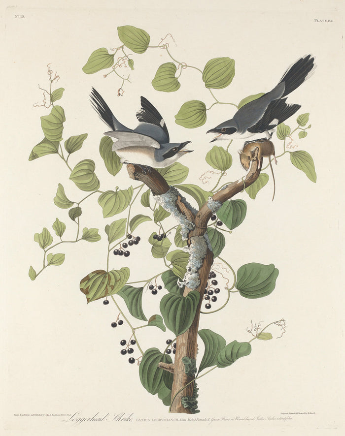 Loggerhead Shrike by Robert Havell after John James Audubon (American, 1793 - 1878), 16X12