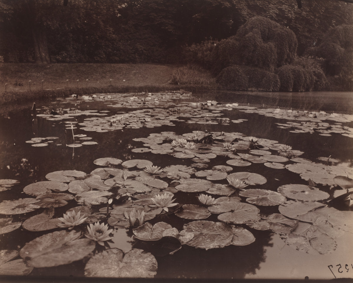 Nymphéas (Bagatelle) by Eugène Atget (French, 1857 - 1927), 16X12"(A3)Poster Print