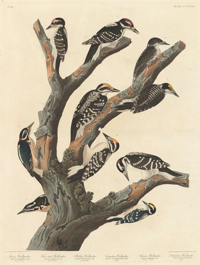 Maria's Woodpecker by Robert Havell after John James Audubon (American, 1793 - 1878), 16X12"(A3)Poster Print