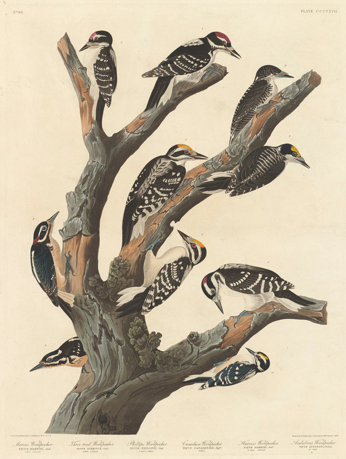 Maria's Woodpecker by Robert Havell after John James Audubon (American, 1793 - 1878), 16X12