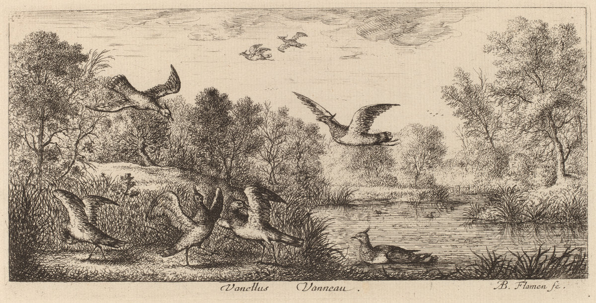 Vanellus, The Lapwing by Albert Flamen (Flemish, c. 1620 - 1669 or after), 16X12"(A3)Poster Print