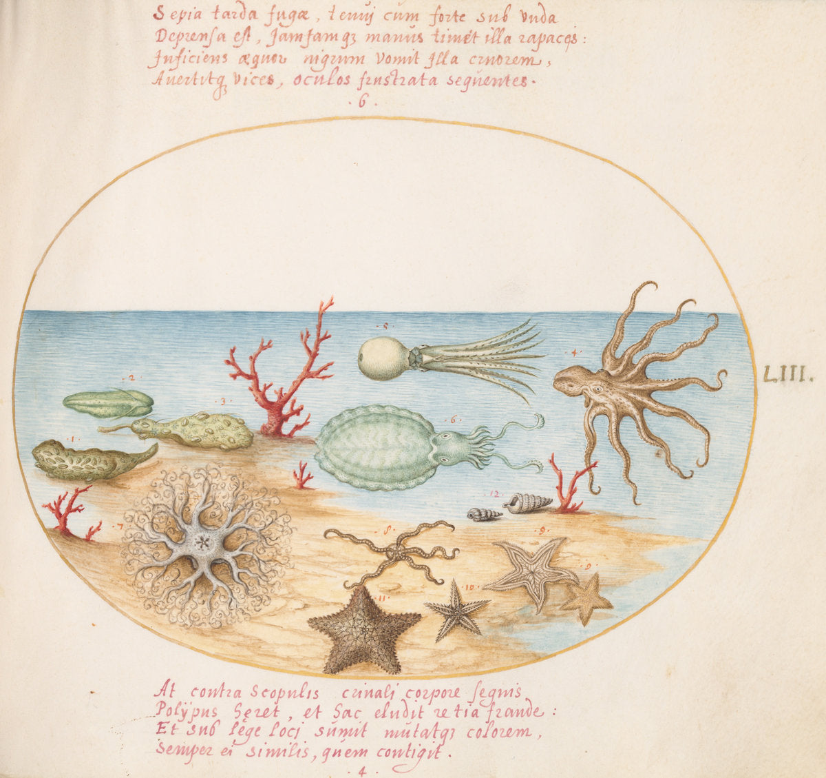 Animalia Aqvatilia et Cochiliata (Aqva): Plate LIII by Joris Hoefnagel (Flemish, 1542 - 1600), 16X12"(A3)Poster Print
