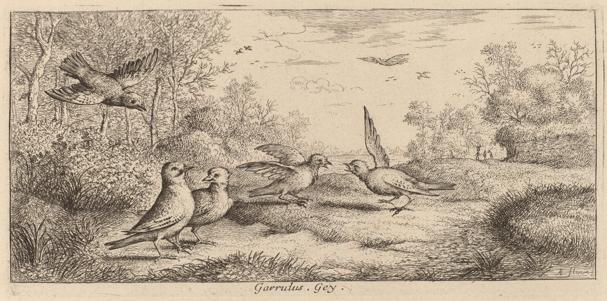 Garrulus, The Jay by Albert Flamen (Flemish, c. 1620 - 1669 or after), 16X12"(A3)Poster Print