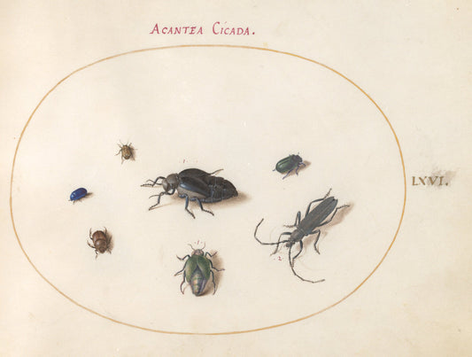 Animalia Rationalia et Insecta (Ignis):  Plate LXVI by Joris Hoefnagel (Flemish, 1542 - 1600), 16X12"(A3)Poster Print