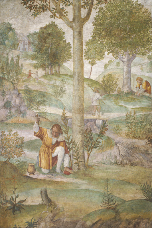 Cephalus Hiding the Jewels by Bernardino Luini (Italian, c. 1480 - 1532), 16X12"(A3)Poster Print