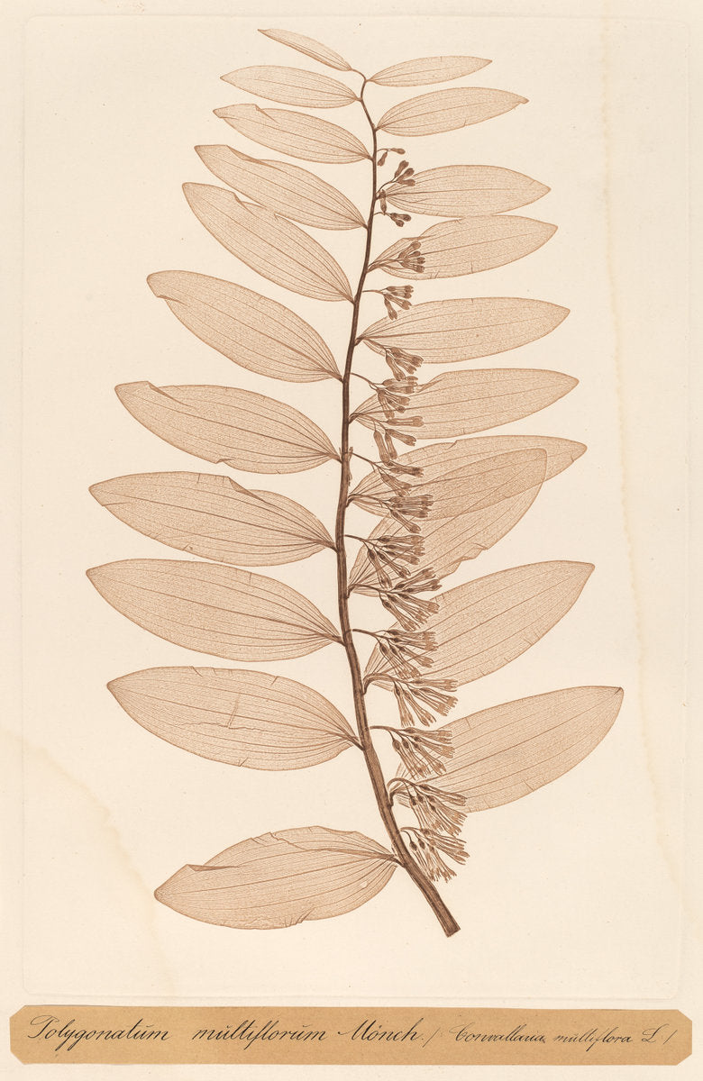 Polygonatum multiflorum Monch by Constetin von Ettinghausen and Alois Pokorny (Austrian, active 19th century), 16X12"(A3)Poster Print