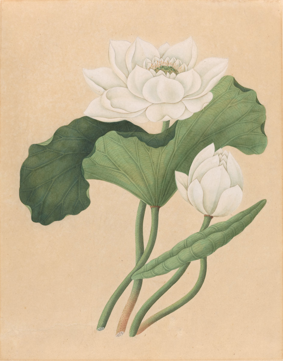 late 19th century by British 19th Century (East Indian Lotus (Nelumbo nucifera)), 16X12"(A3)Poster Print