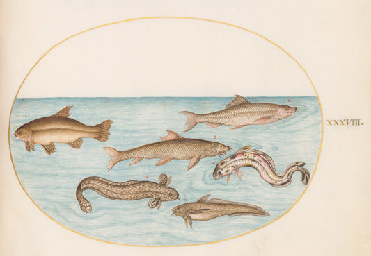 Animalia Aqvatilia et Cochiliata (Aqva): Plate XXXVIII by Joris Hoefnagel (Flemish, 1542 - 1600), 16X12"(A3)Poster Print