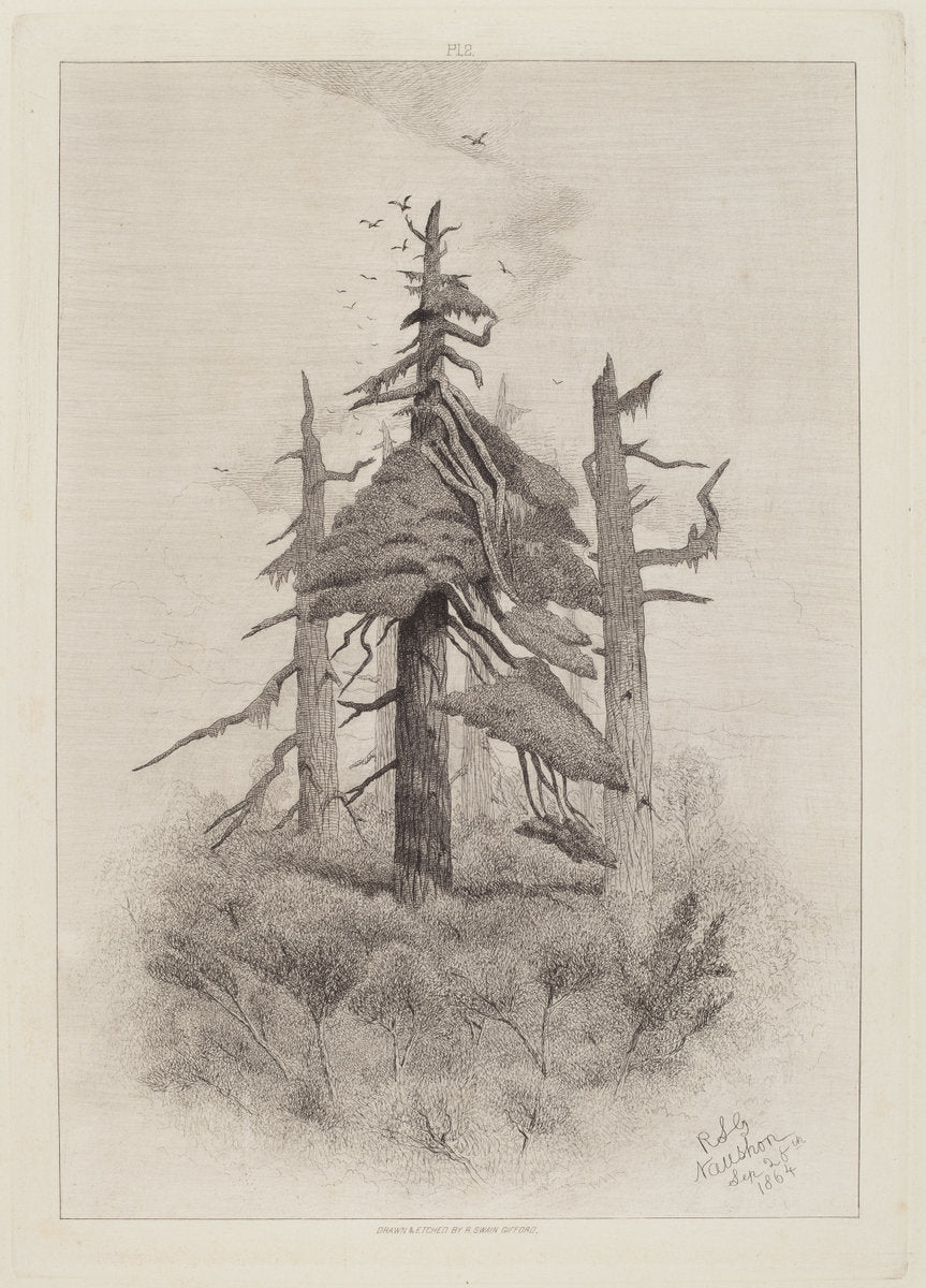 Old Trees at Naushon Island [plate 2] by Robert Swain Gifford (American, 1840 - 1905), 16X12"(A3)Poster Print