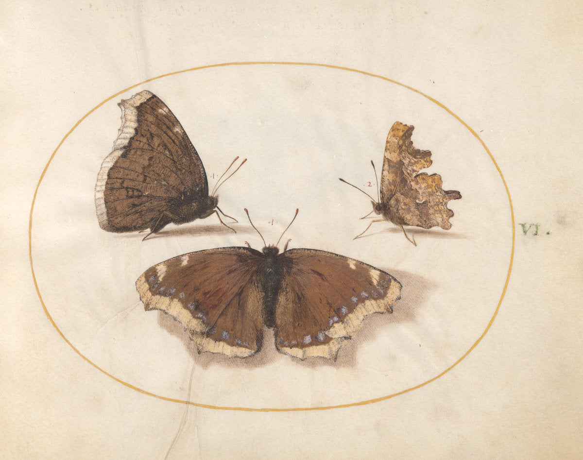 Animalia Rationalia et Insecta (Ignis):  Plate VI by Joris Hoefnagel (Flemish, 1542 - 1600), 16X12"(A3)Poster Print