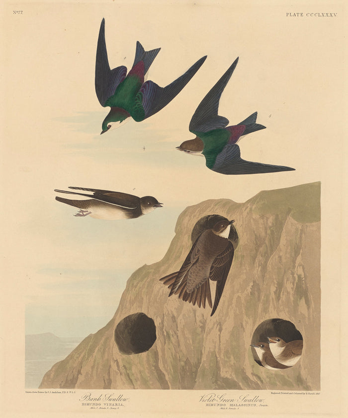 Bank Swallow and Violet-green Swallow by Robert Havell after John James Audubon (American, 1793 - 1878), 16X12