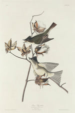 Pewit Flycatcher by Robert Havell after John James Audubon (American, 1793 - 1878), 16X12"(A3)Poster Print