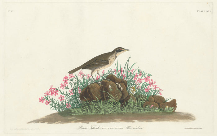 Prairie Titlark by Robert Havell, Jr. after John James Audubon (American, born England, 1793 - 1878), 16X12